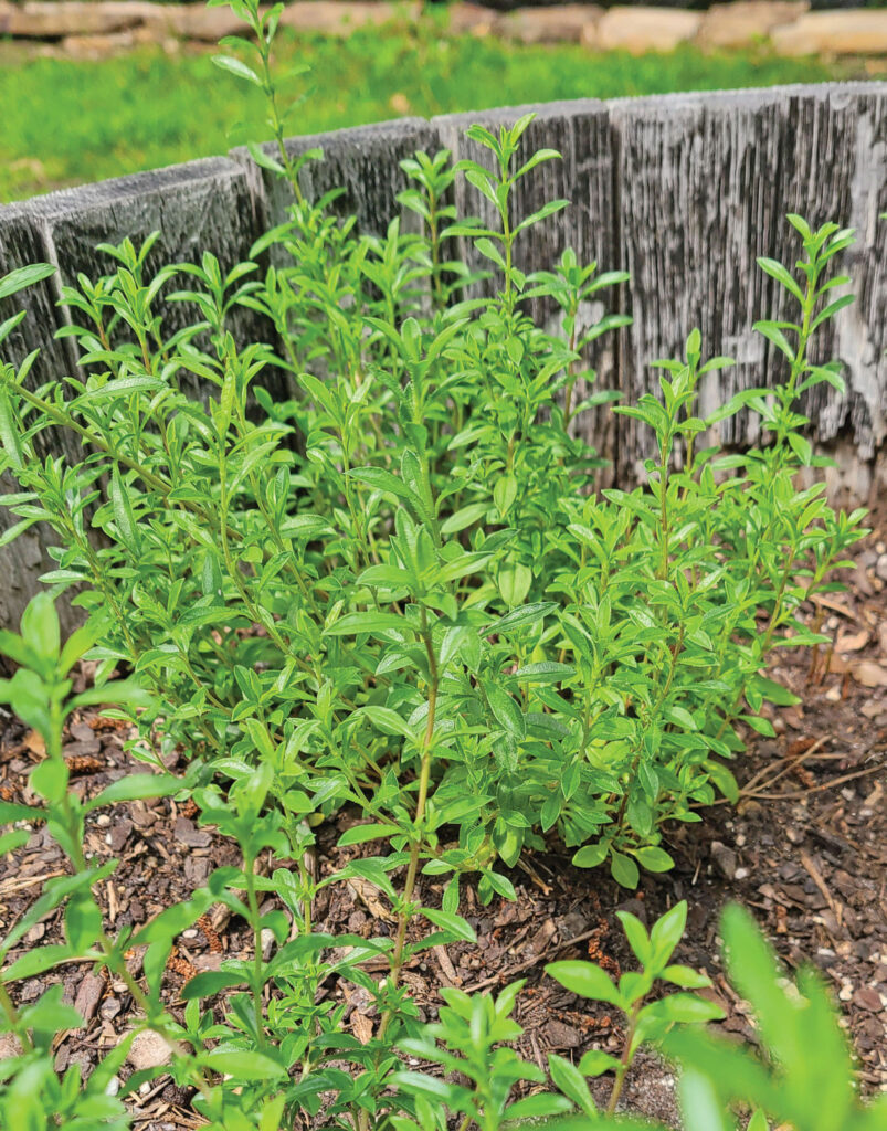 rgb 250 herbs Winter Savory