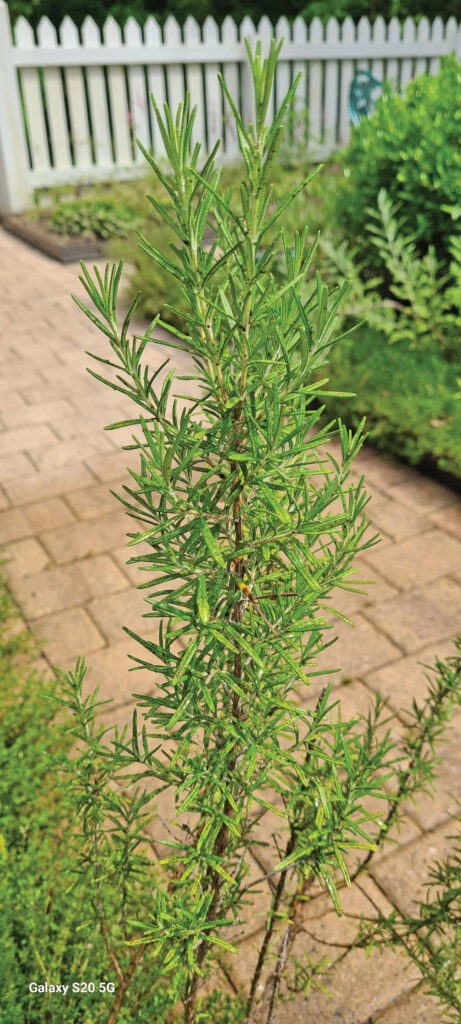 rgb 250 herbs rosemary Rosemary