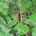 Argiope aurantia rgb