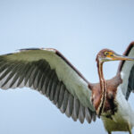 bird tri color heron waldrop rgb