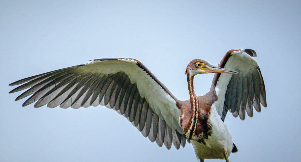 bird tri color heron waldrop rgb