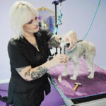 business dog spa