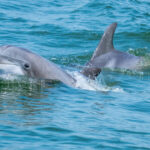 dolphins waldrop (3)