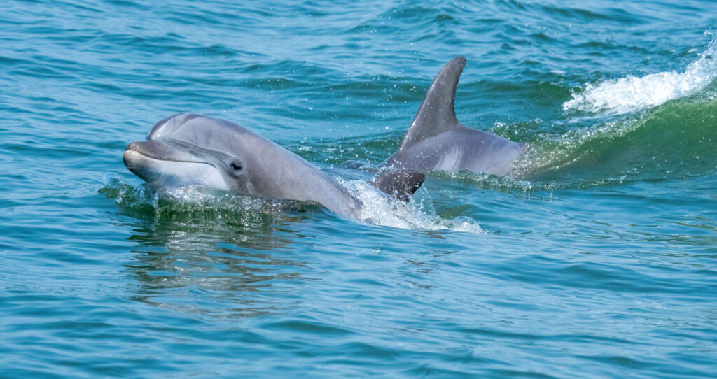 dolphins waldrop (3)