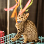 pet page cat festival