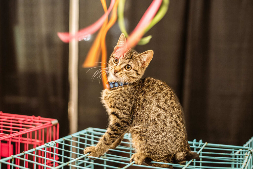 pet page cat festival