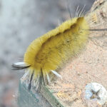 rgb Banded tussock moth caterpillar