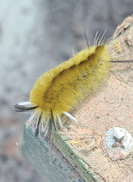 rgb Banded tussock moth caterpillar