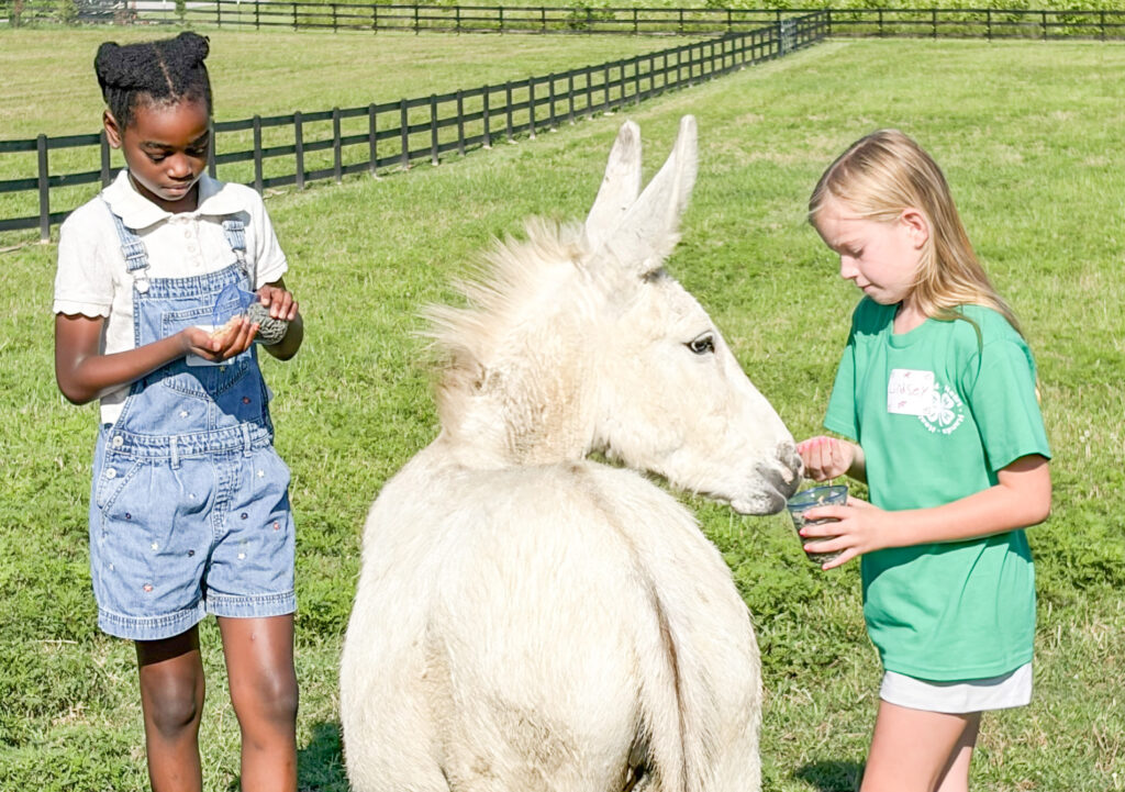 schools 4h camp