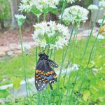 Black Swallowtail on Garlic Chives rgb