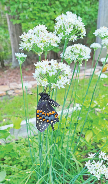 Black Swallowtail on Garlic Chives rgb