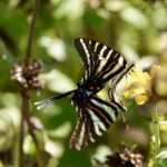 community butterfly count
