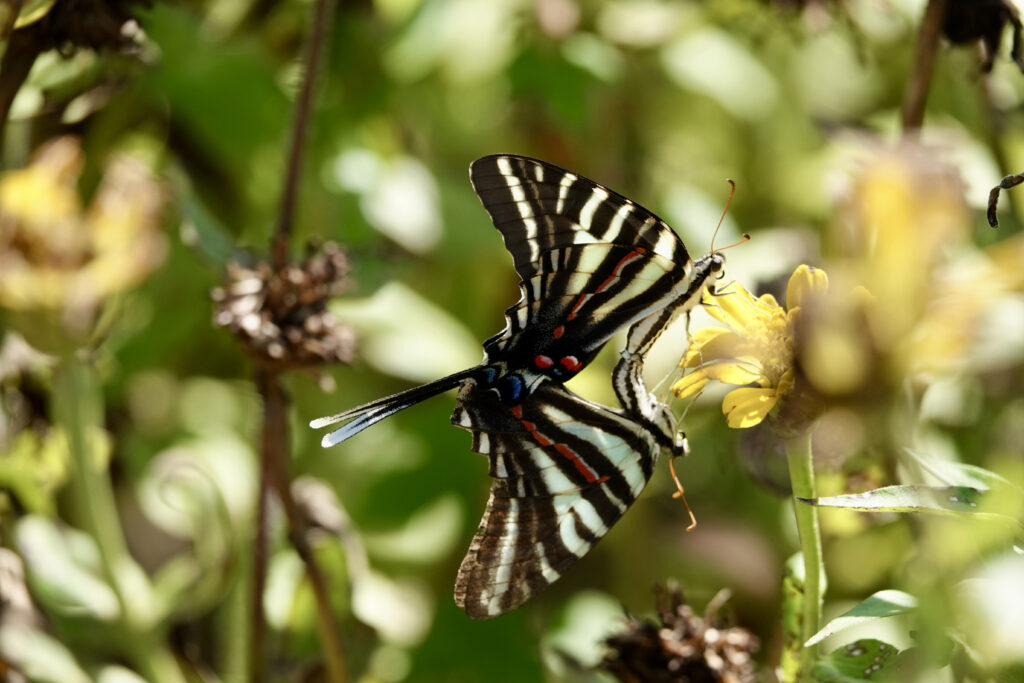 community butterfly count