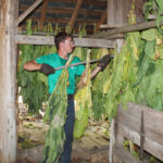 gloucester tobacco tanner hurst 1