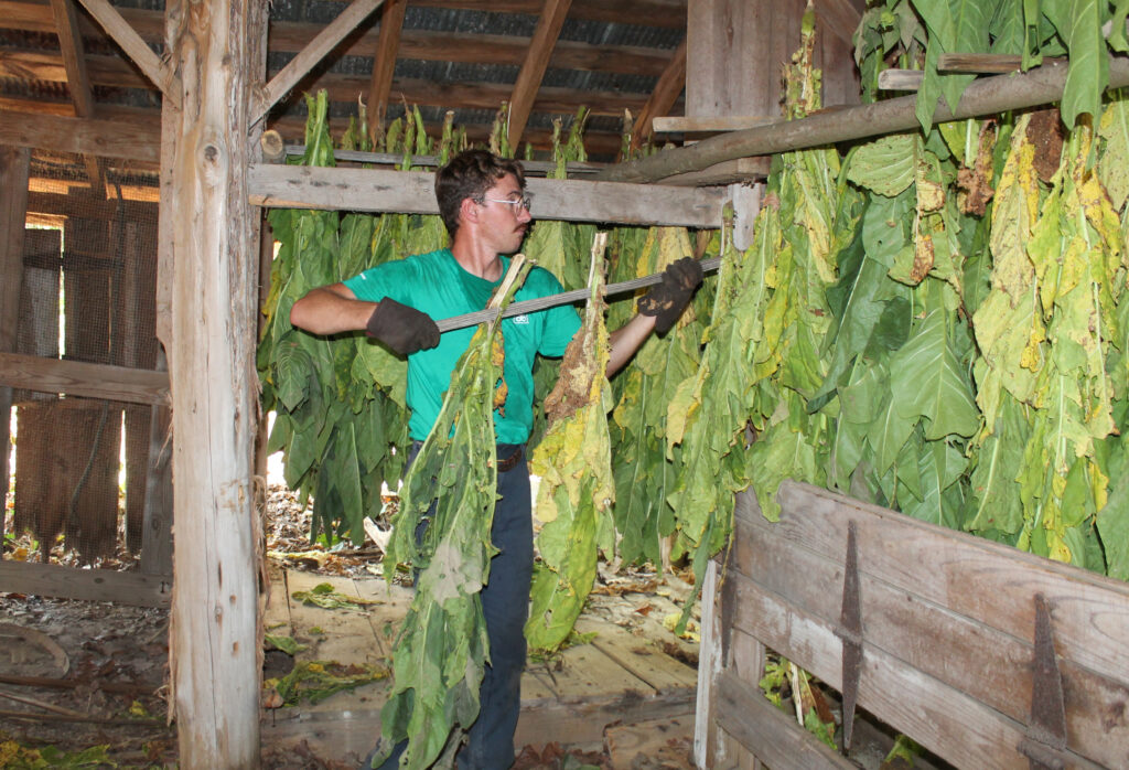 gloucester tobacco tanner hurst 1