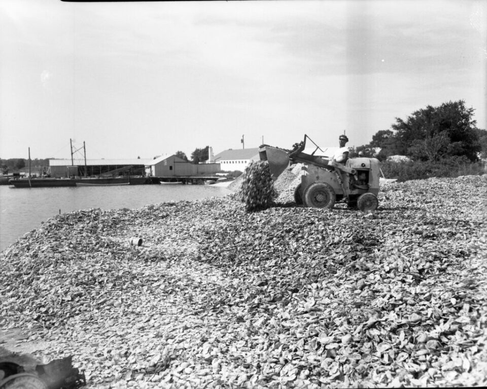 guinea eldridge cook moving shells