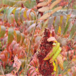 Staghorn Sumac rgb