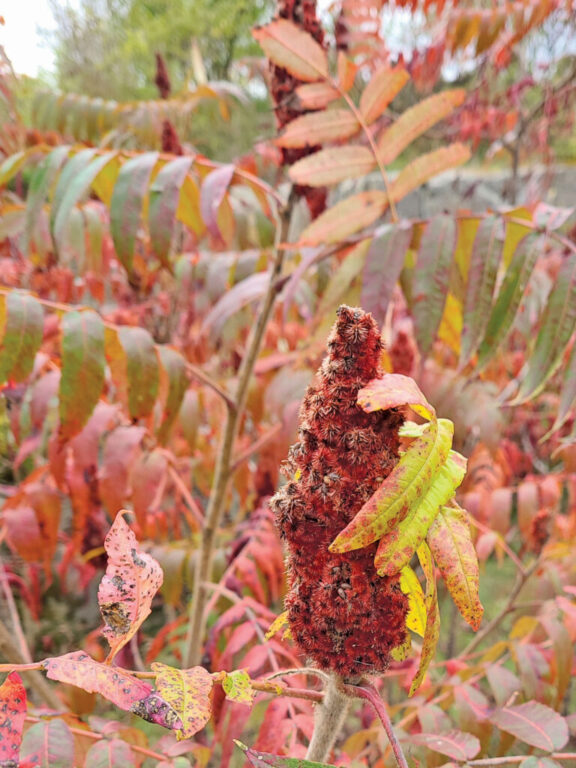 Staghorn Sumac rgb
