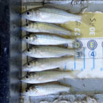 point juvenile striped bass