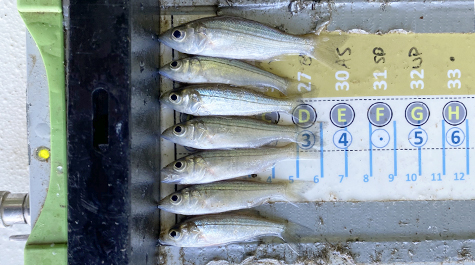 point juvenile striped bass